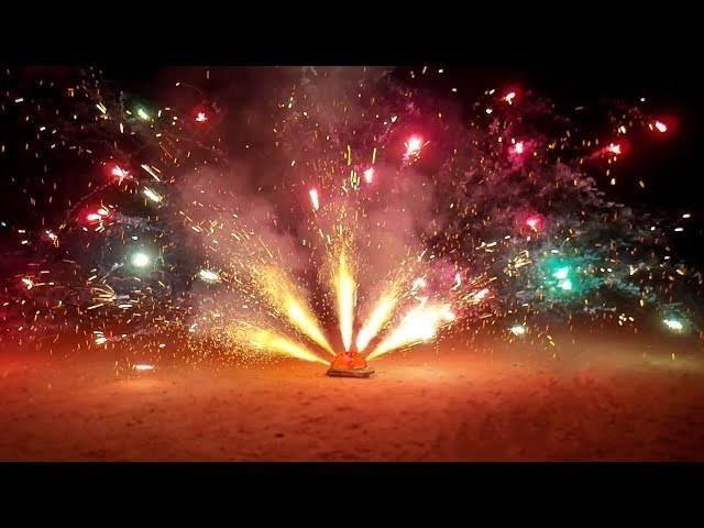 Big peacock / பெரிய மயில்